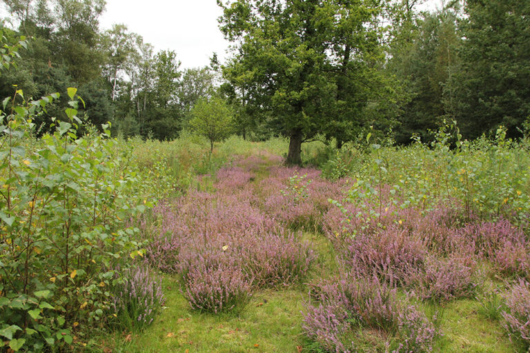 Loi européenne sur la restauration de la nature un accueil mitigé de