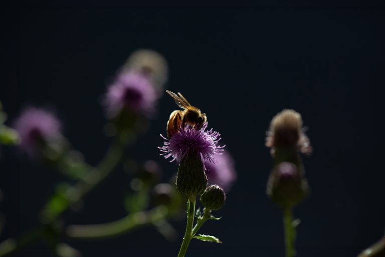 Loi sur la restauration de la nature le Parlement européen donne son