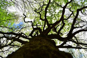 Lire la suite à propos de l’article Investir dans la biodiversité, c’est investir pour l’ensemble de la société