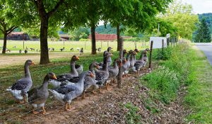 Lire la suite à propos de l’article Bien-être animal et cohérence