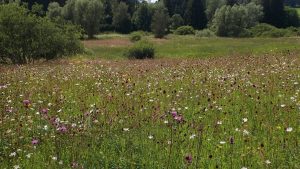 Lire la suite à propos de l’article Protection de la biodiversité : une politique privée de moyens