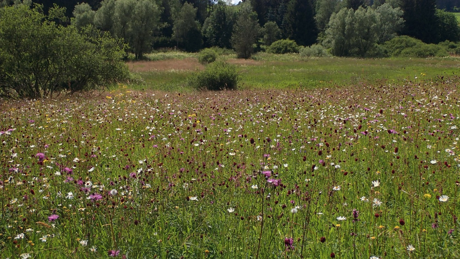 You are currently viewing Protection de la biodiversité : une politique privée de moyens